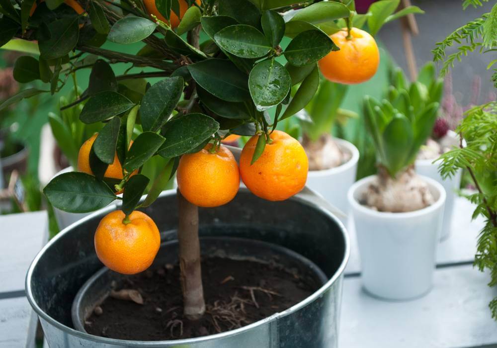 pomerančovník jako dárek
