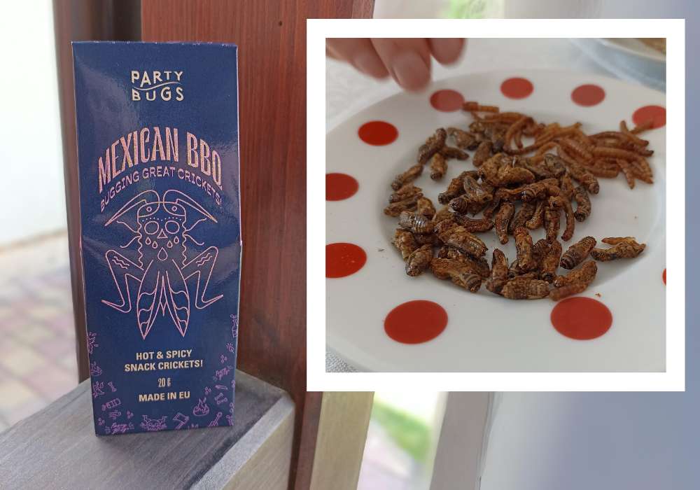 Hmyzárna Party bugs Mexican BBQ