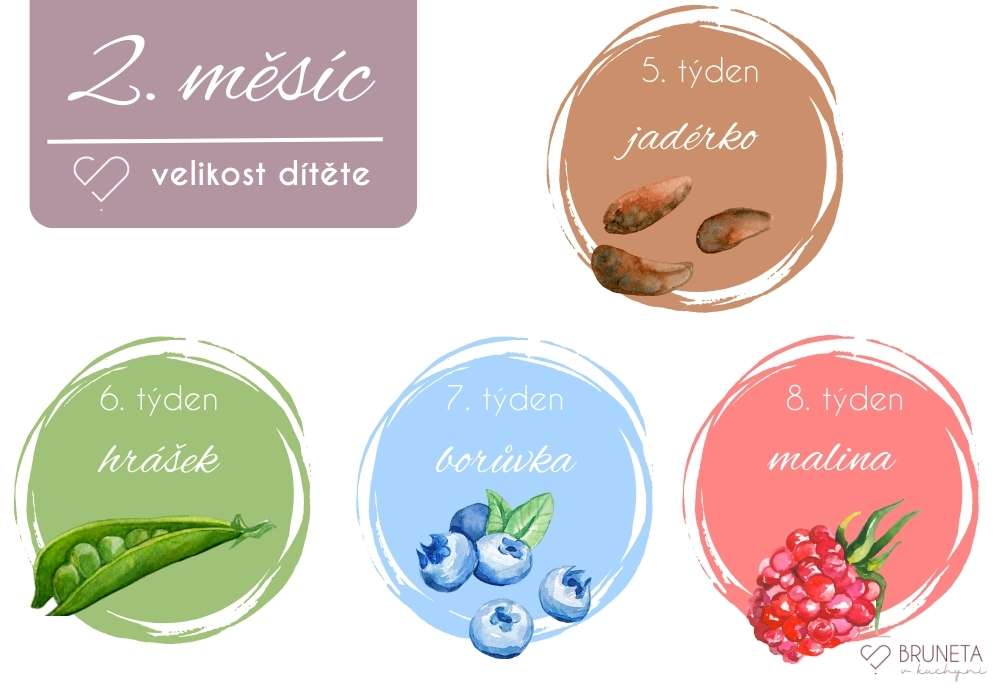 1. trimestr těhotenství 2. měsíc velikost dítěte