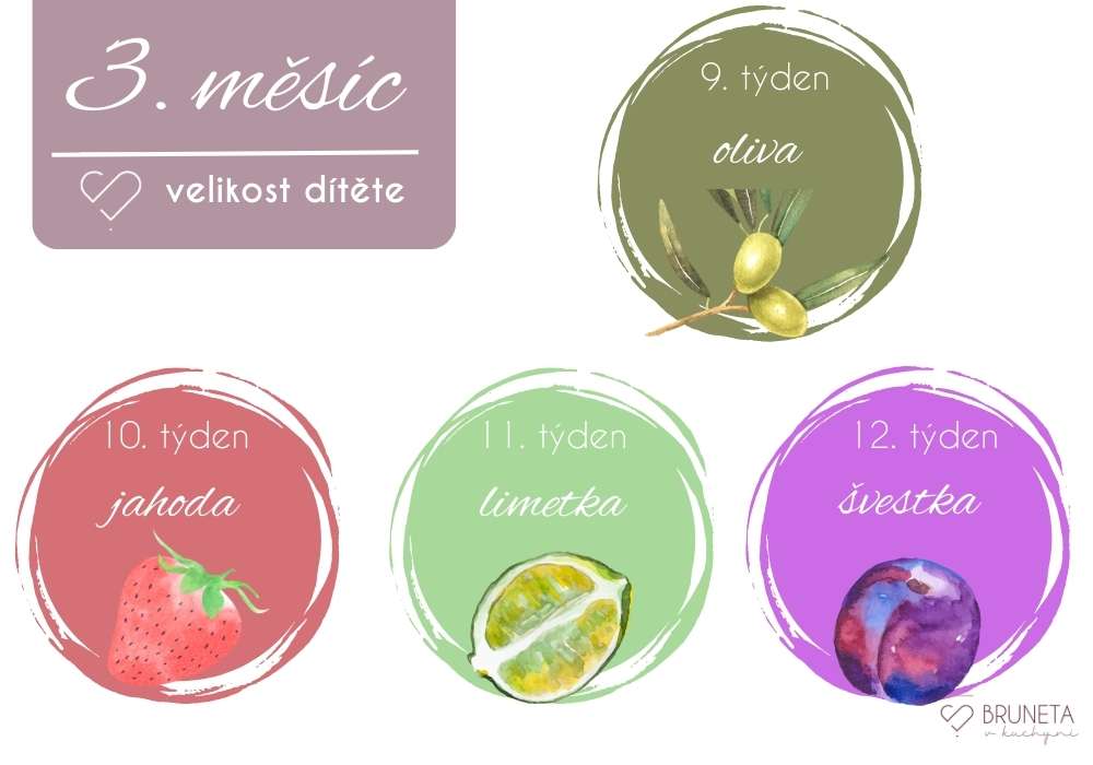 1. trimestr těhotenství 3. měsíc velikost dítěte