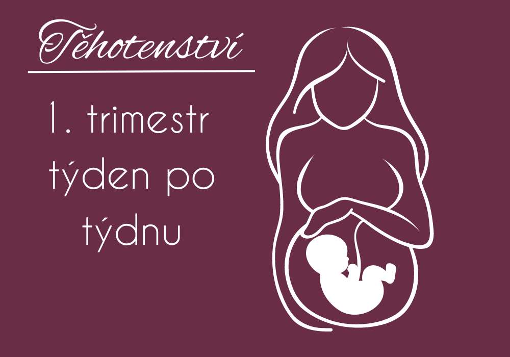 Těhotenství 1. trimestr