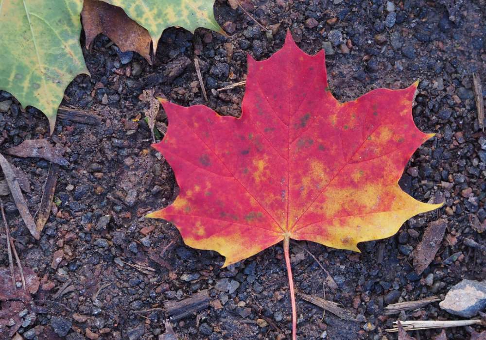 jak zabavit děti na podzim