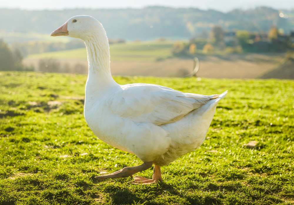 svatý martin proč ho slavíme?