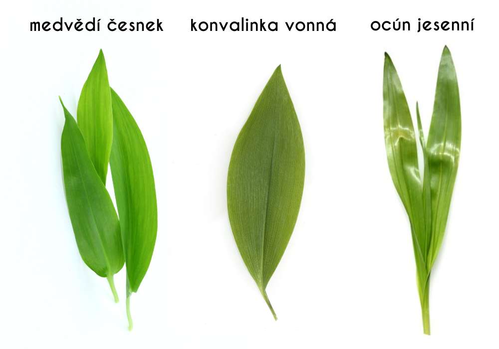 medvědí česnek záměna s ocúnem a konvalinkou