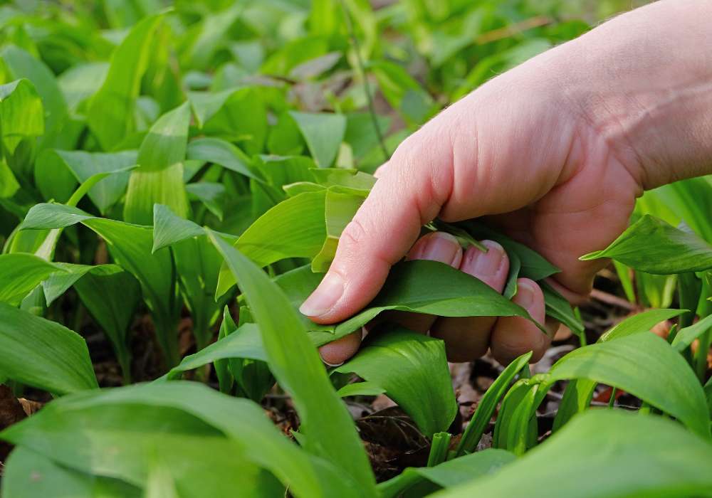 divoký česnek roste v českých lesích