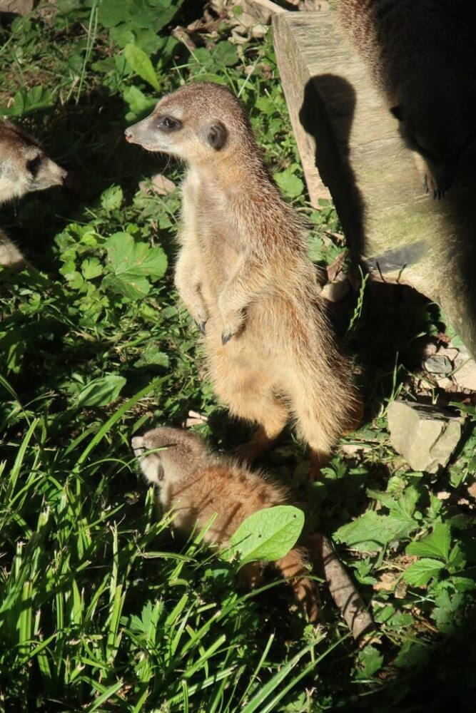 pozvi zvíře na oběd