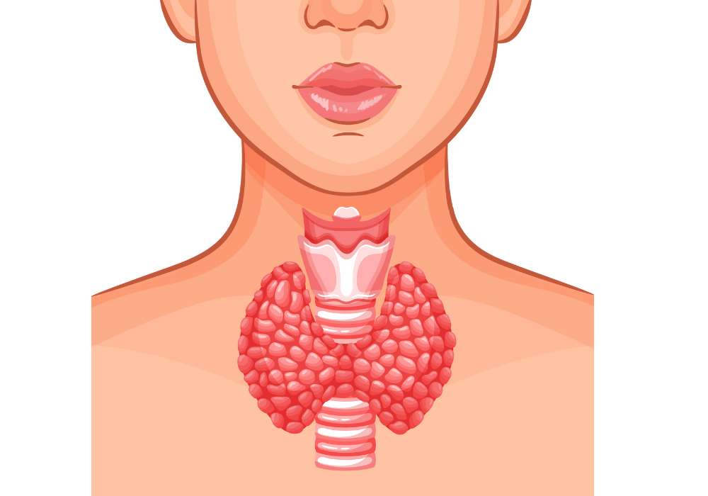 štítná žláza vypadá jako motýlek