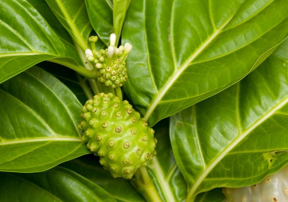 tahitian noni rostlina známá jako indická moruše